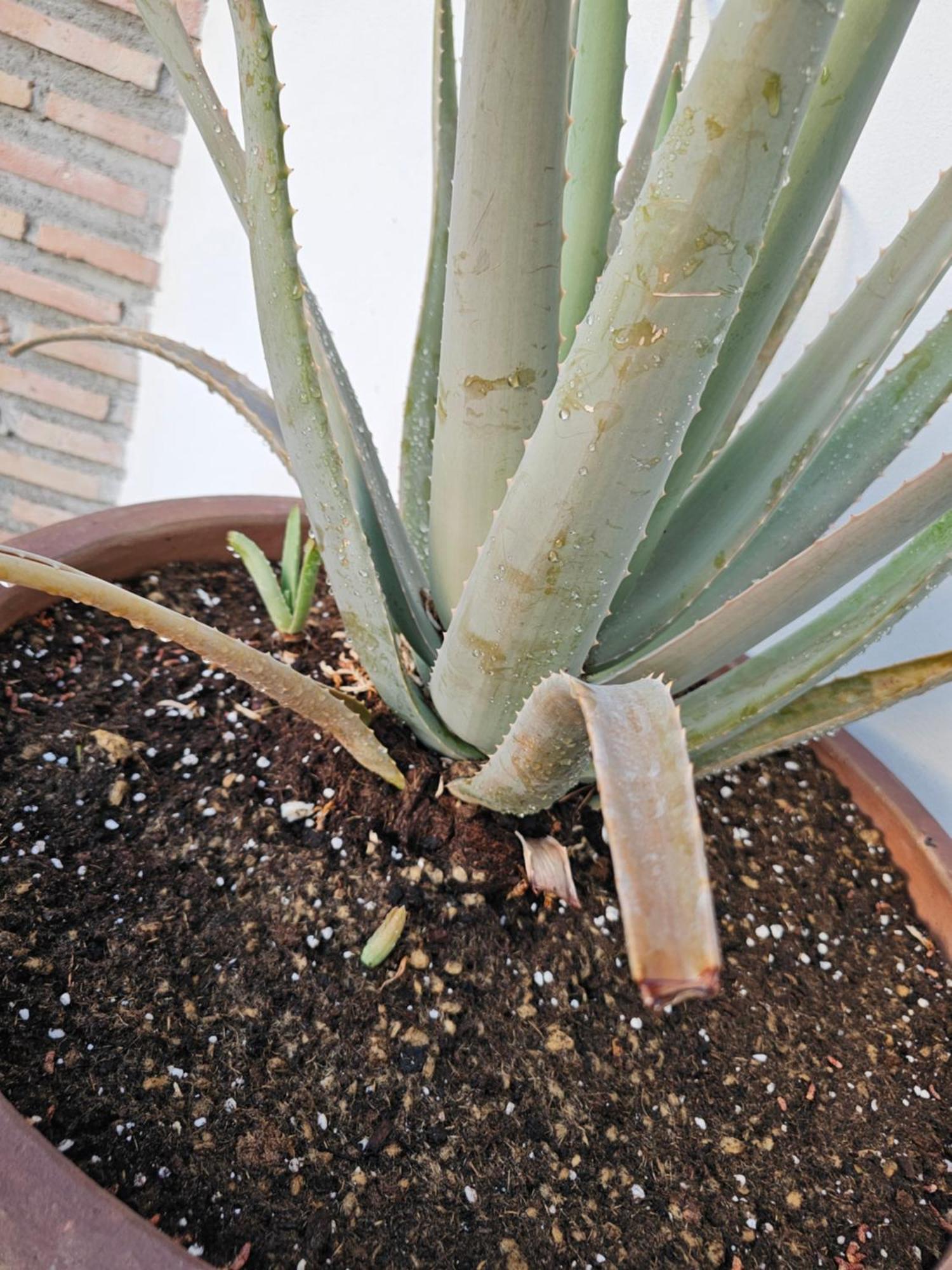 Cómpeta Finca Maromaヴィラ エクステリア 写真
