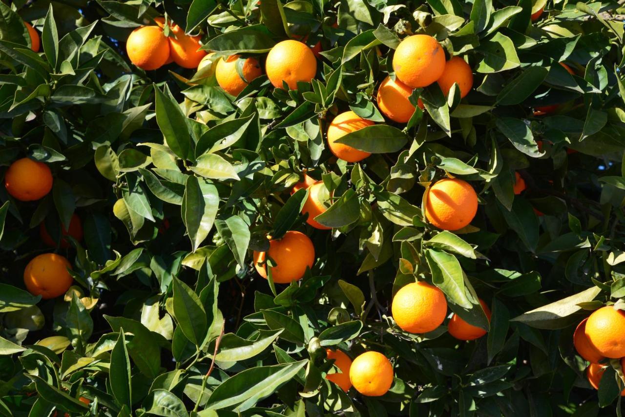 Cómpeta Finca Maromaヴィラ エクステリア 写真